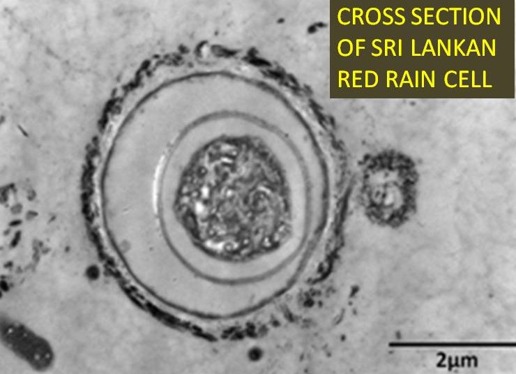 Image2-cross section SL red rain cell