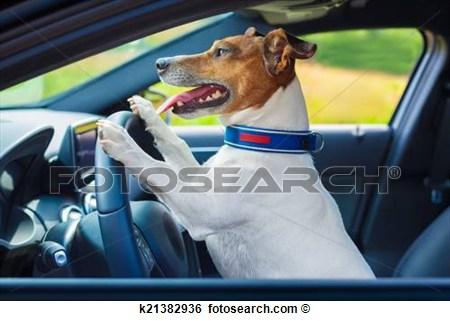 driving by a dog