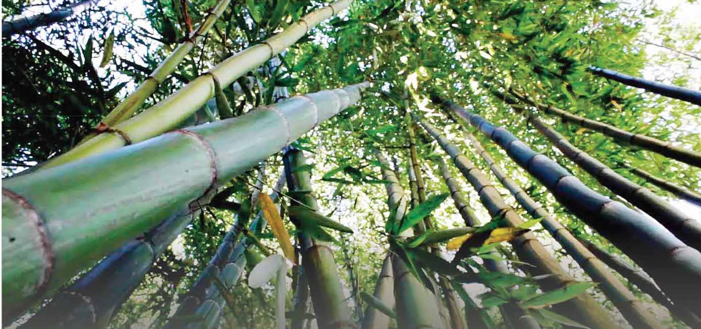 bamboo-plantation